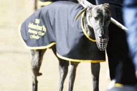 Western Wrap: Local Trainers Triumph at Warrnambool